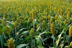 millet crop