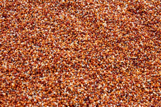 ragi millet