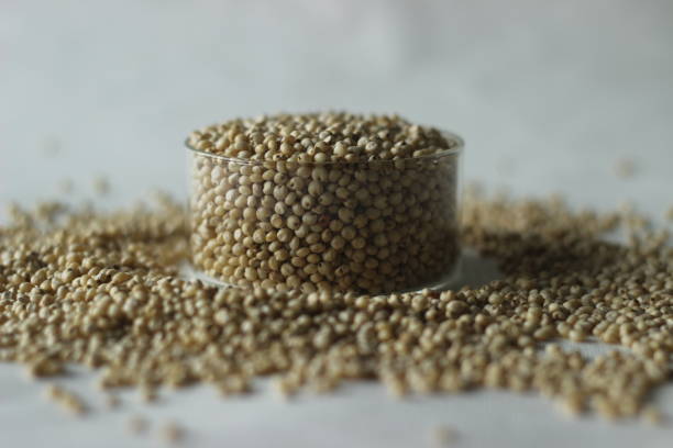 Sorghum Millet