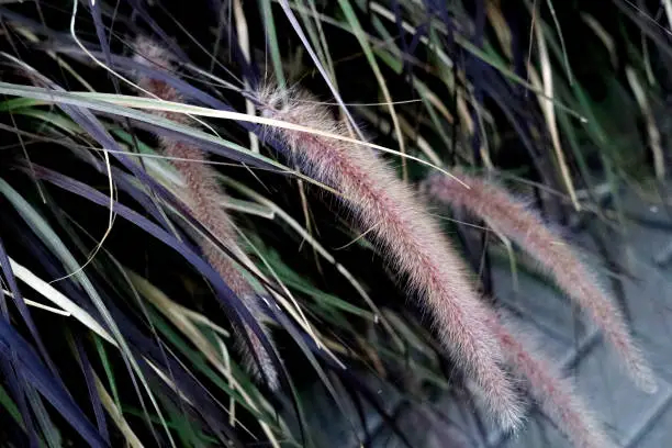 foxtail millet 