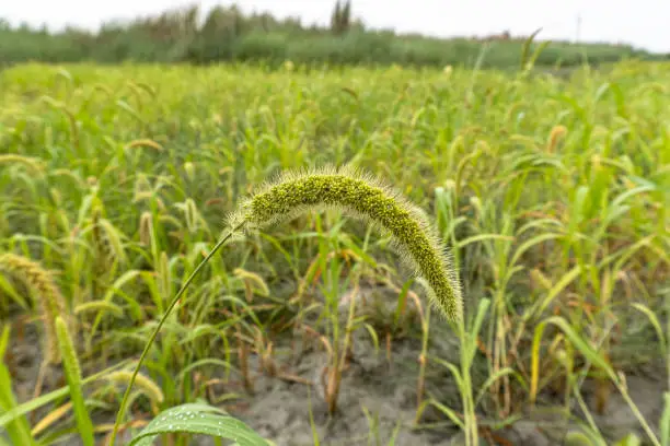 crops - millet