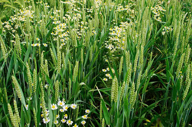 millet crop