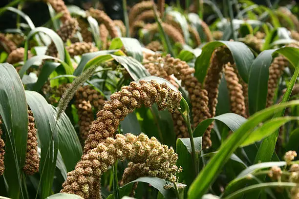 ripe millets 