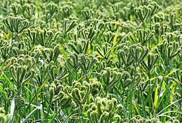 indian millet 