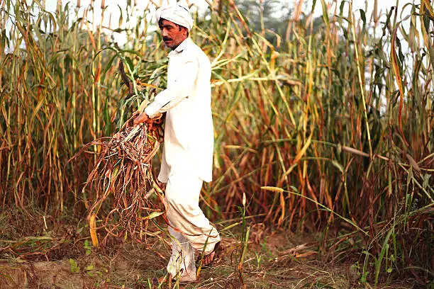 Millets crops 