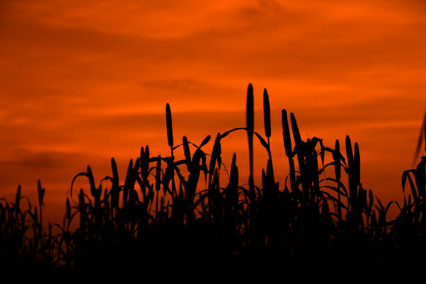 Pearl Millet Crops 