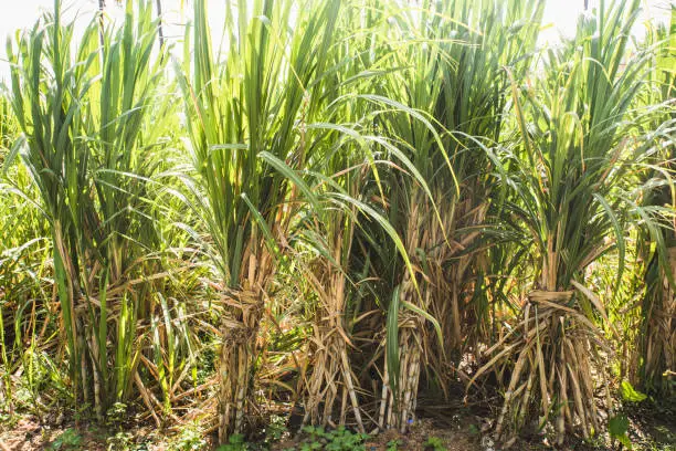 Bunch Of Sugarcane In The Field