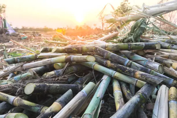 Sugarcane that is cut into pieces for planting in mites