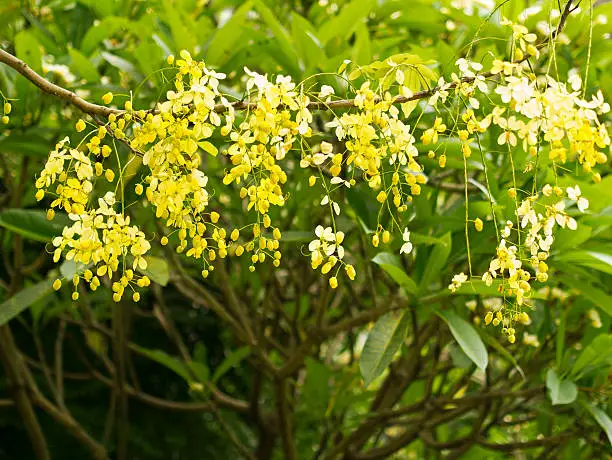 moringa tree