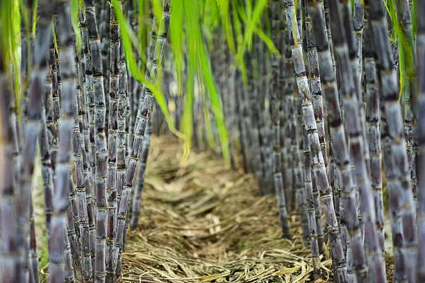 sugarcane farm