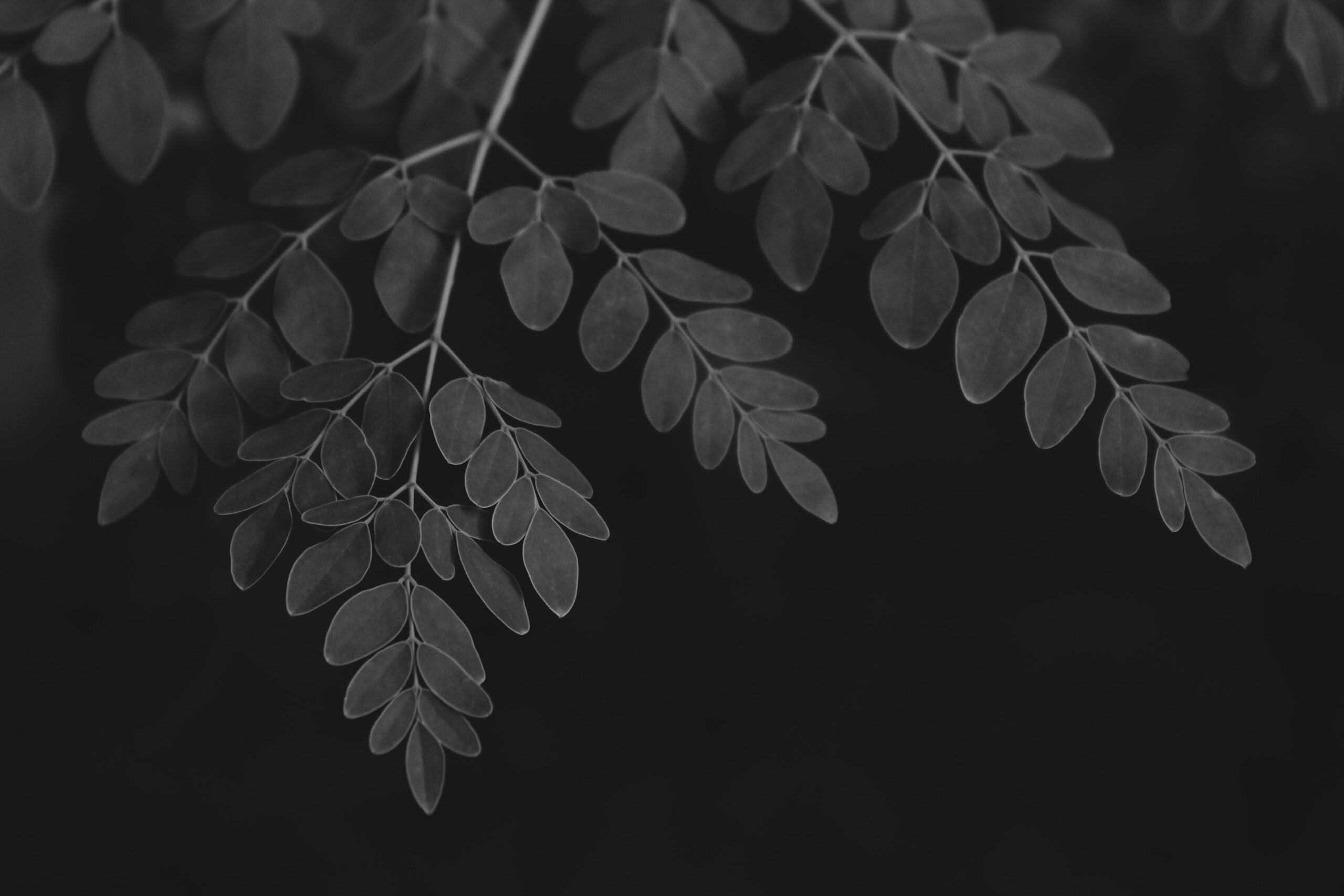 moringa leaves