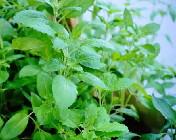 Holi Basil - Medicine, Plant, India, Basil, Spirituality