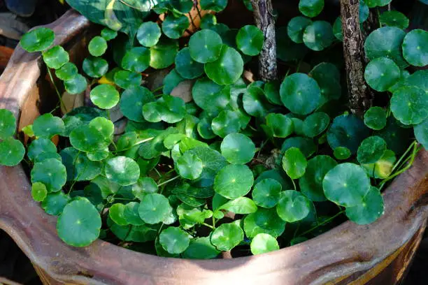 gotu kola plant