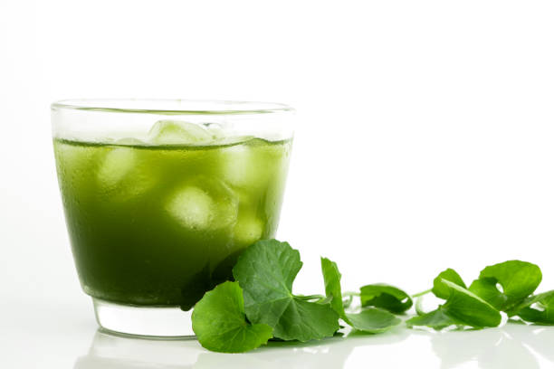 Fresh green Gotu kola, 