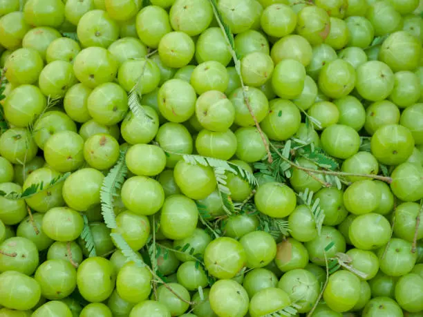 Amla or Indian Gooseberry