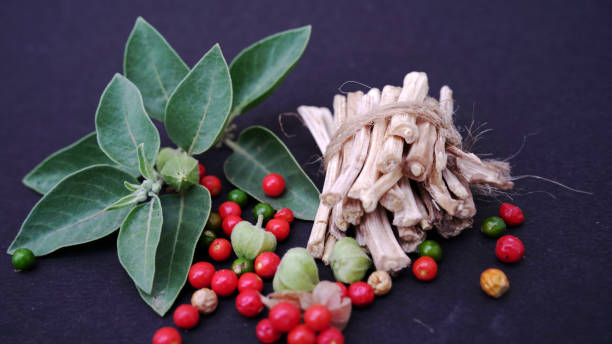 Withania somnifera, known commonly as ashwagandha- increasing HGH