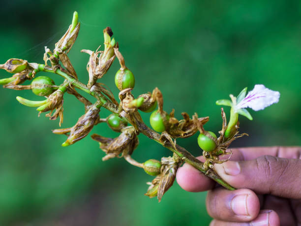 Cardamom branch with single Flower 