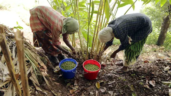 farmer harvesting cardamom pods 