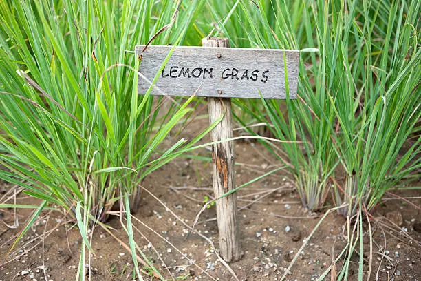 lemongrass plant